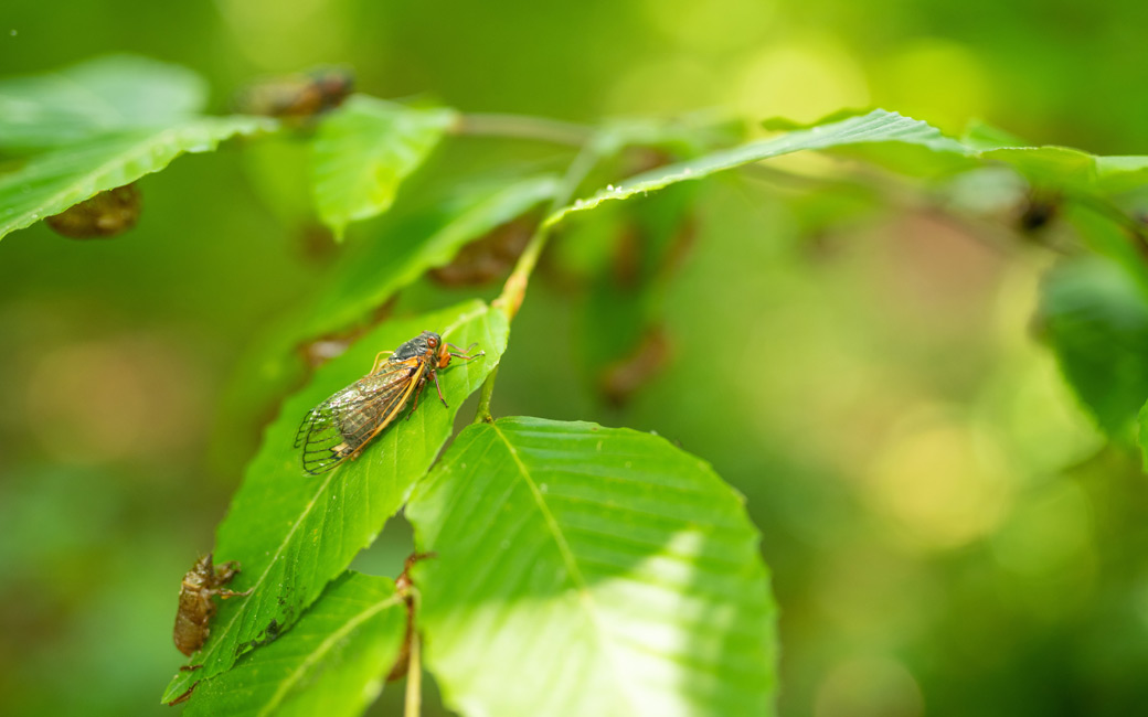 Cicadas