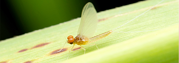 A mayfly on a leaf
