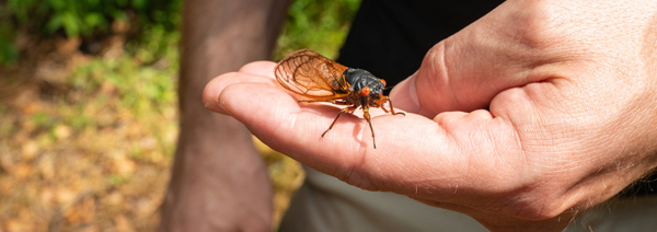 Cicada