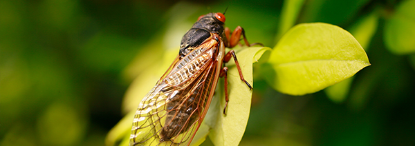 Cicada