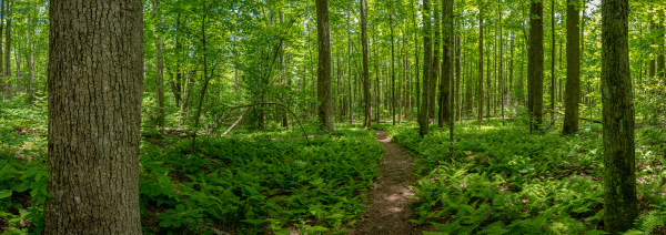 Cromwell Valley Park