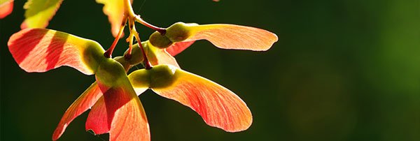 autumnal maple seeds