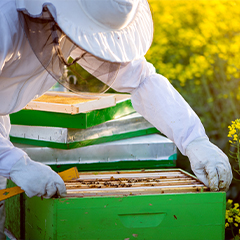 Bee Keeper